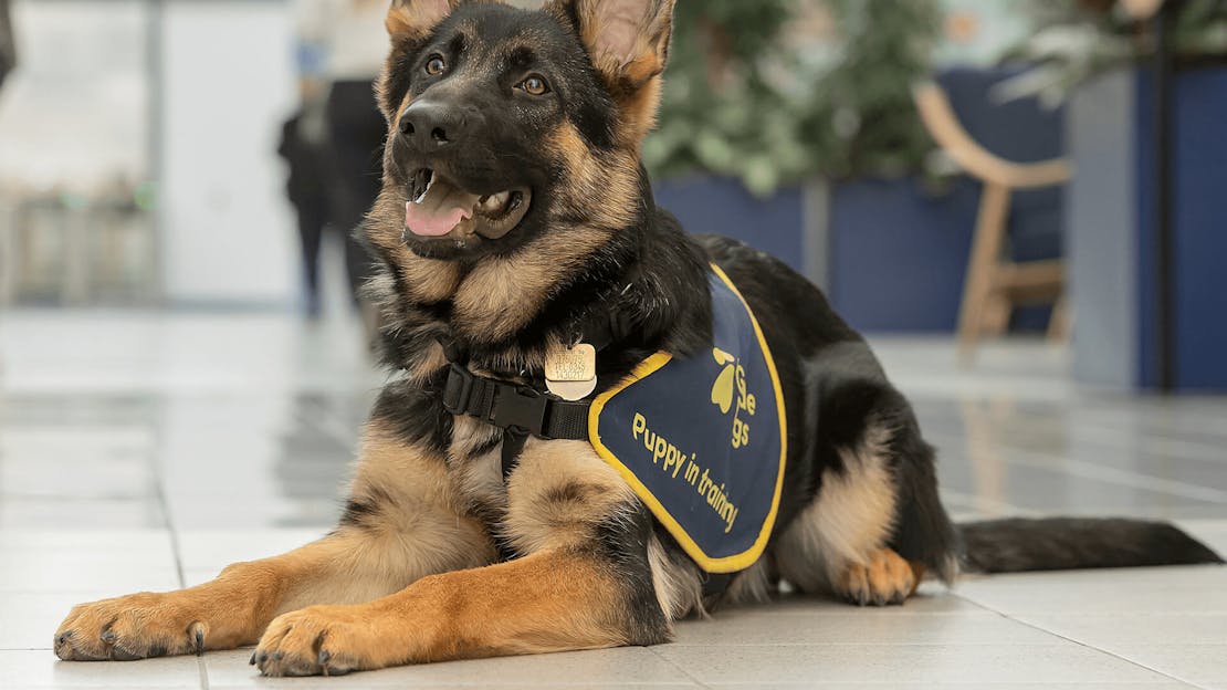 Guide Dogs is our chosen charity