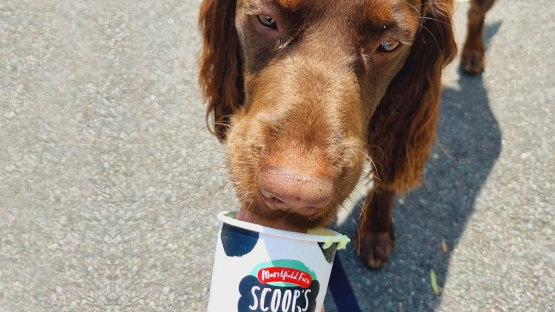 How can I protect my dog in the heat?