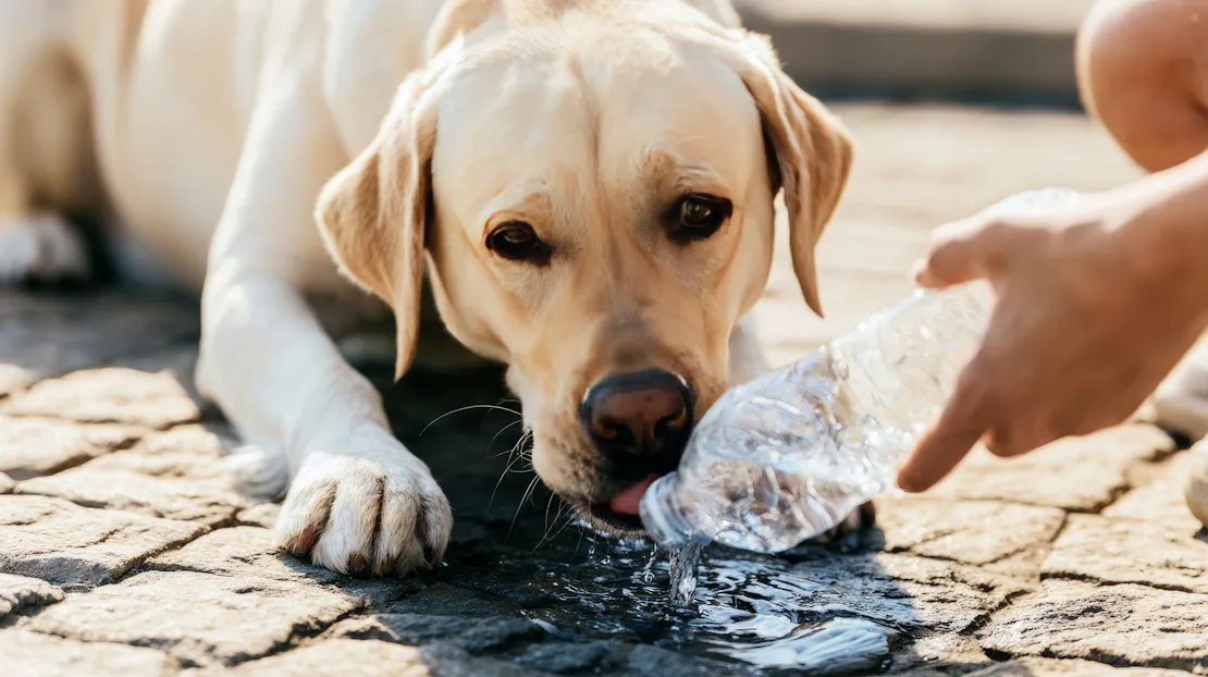 The heatwave is here! Are you worried about keeping your dog cool?