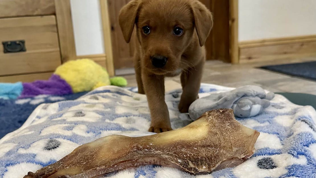 100% beef cartilage Moon Bone for dogs
