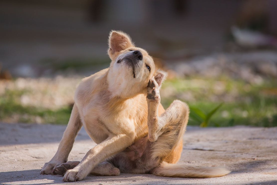 How can I prevent my dog from getting fleas?