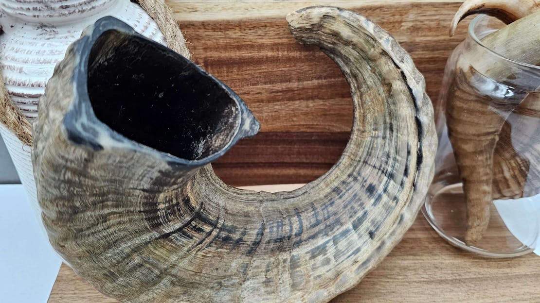 Are Lamb Horns Safe For Dogs?