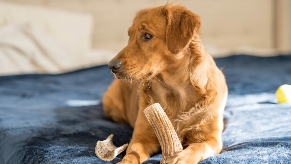 Are deer antlers good for dogs?