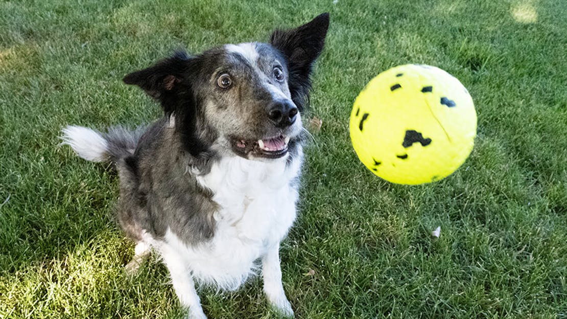 Why are KONG toys important to your dog's health?