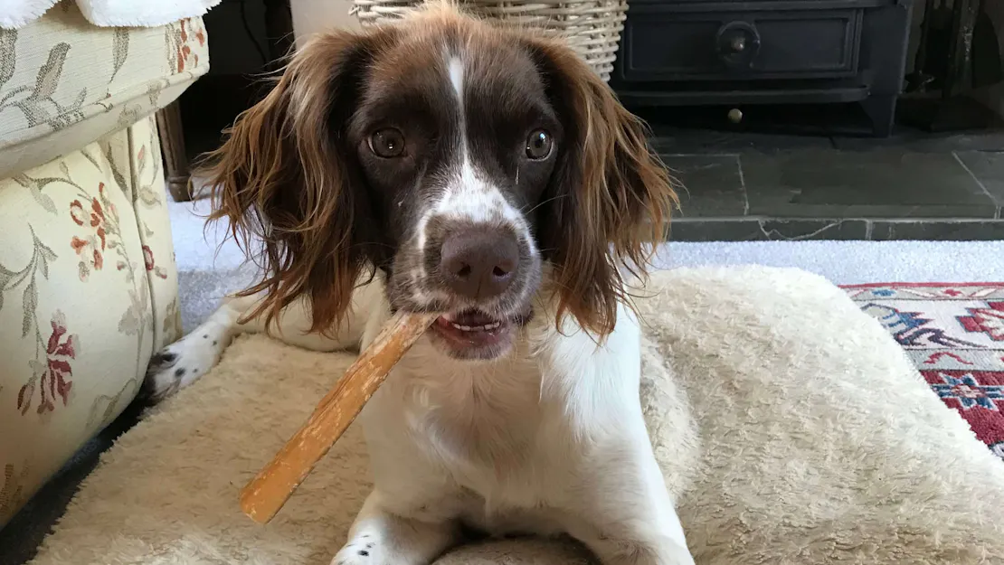 What is Paddywack & is it good for my dog?