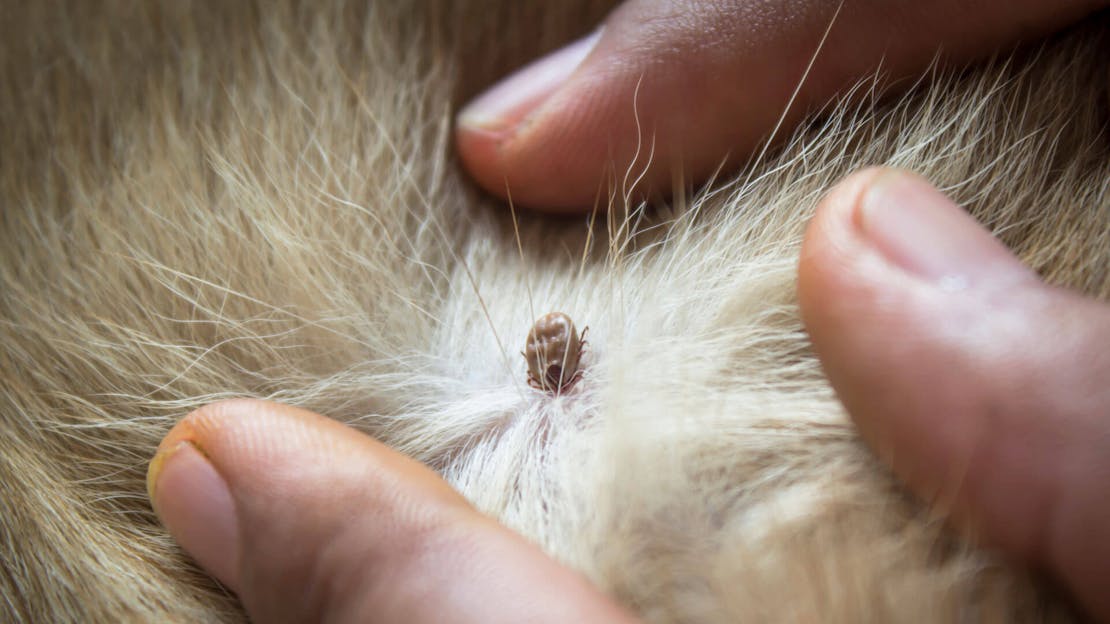 Dog Tick Season