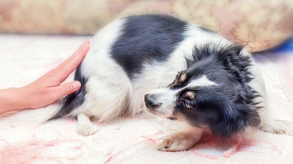 Toys to help solve anxiety in dogs