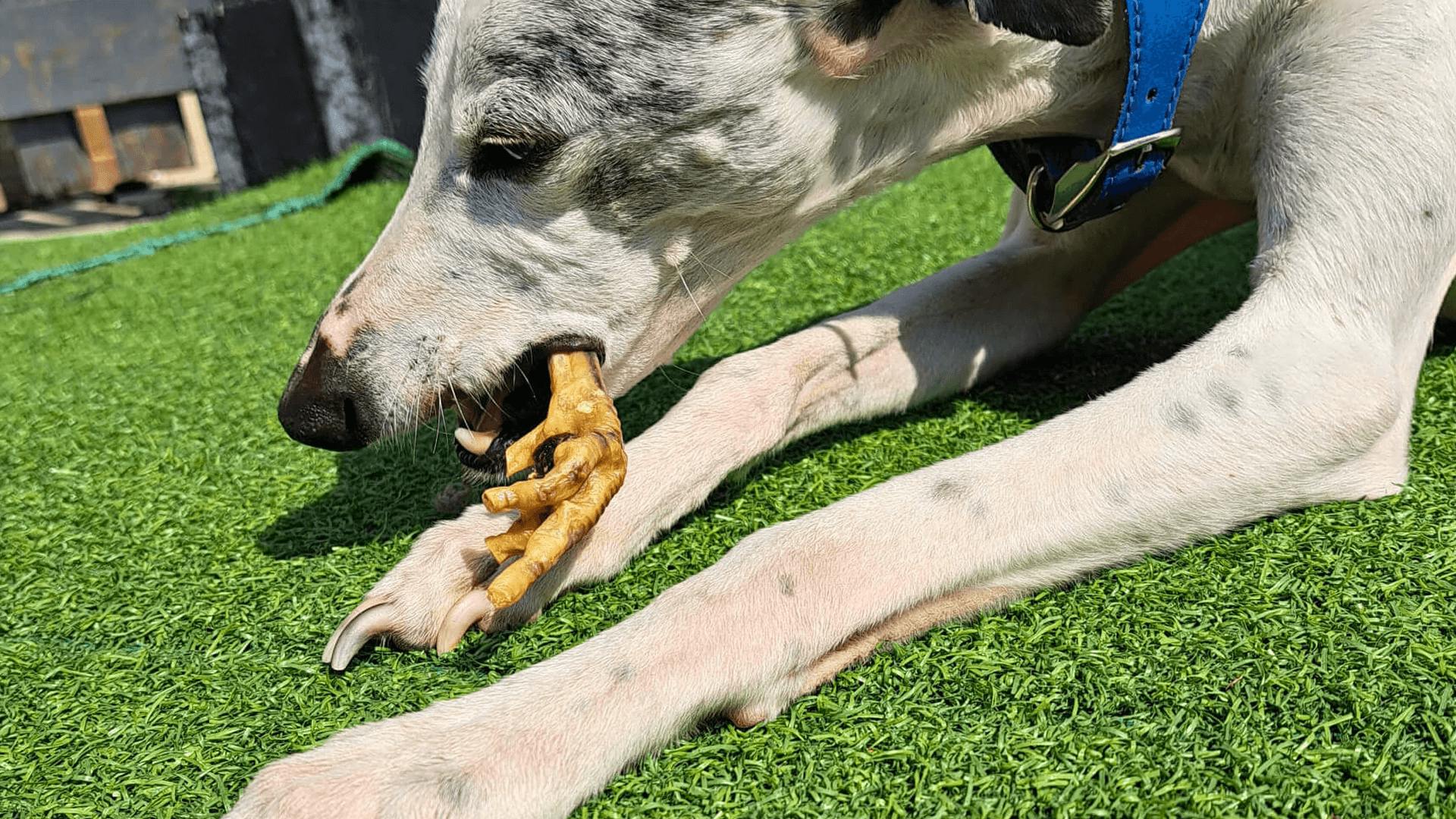 Feeding raw pig feet to outlet dogs