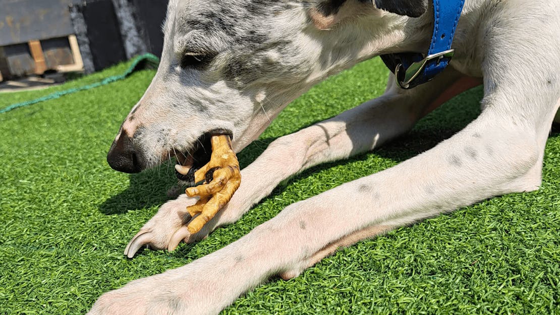 Chicken feet for dogs and their health benefits