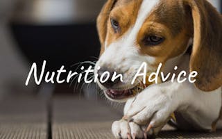 Nutrition advice for dogs