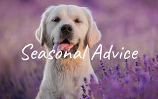 Dog Season Advice