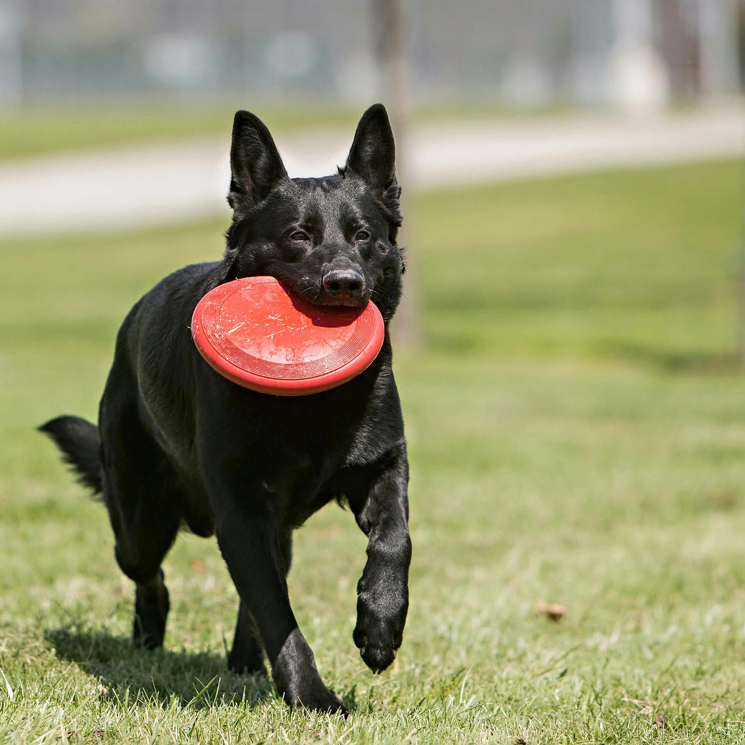 KONG Frisbee