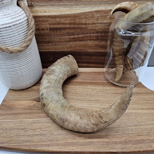 Lamb Horns