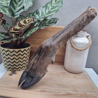 XL Hairy Roe Deer Leg