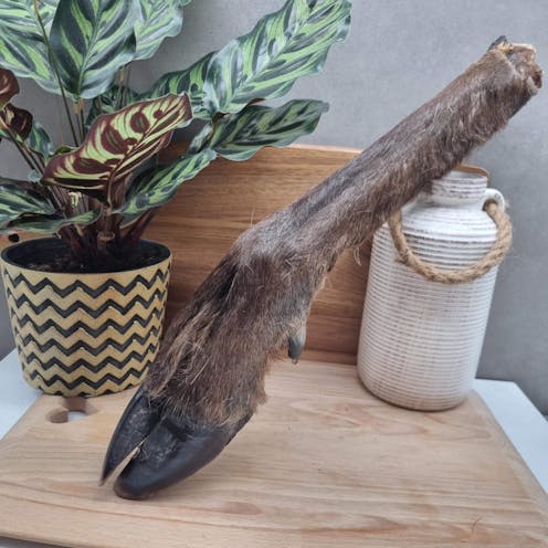 XL Hairy Roe Deer Leg