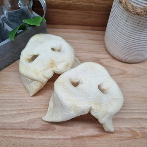 Puffed Pig Snout