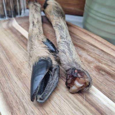 Stubby Legs Dog With Long Ears And Short Legs Proper Natural Hairy