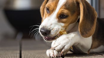 Dog Health & Nutrition